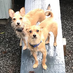 Meet your Posher, Anne